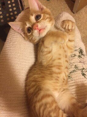 Meet your Posher, Sophie